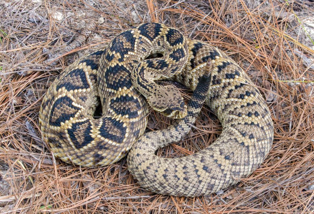 Eastern Diamondback Rattlesnake Survey | NCASI